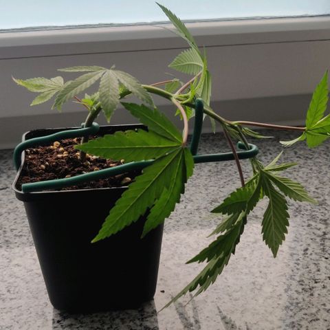 Die Drei von der Tanke growlog timeline photo