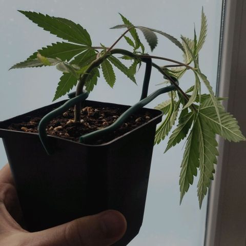 Die Drei von der Tanke growlog timeline photo