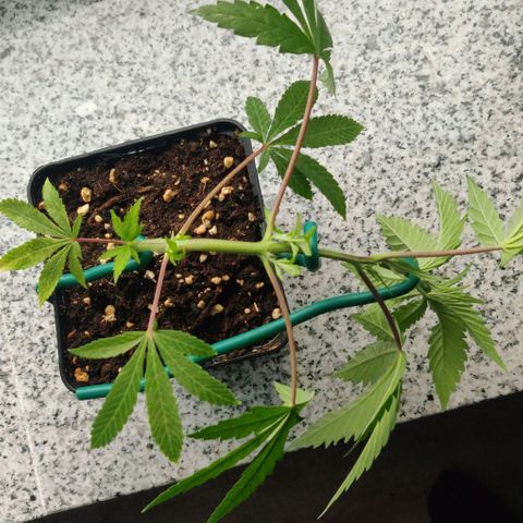 Die Drei von der Tanke growlog timeline photo