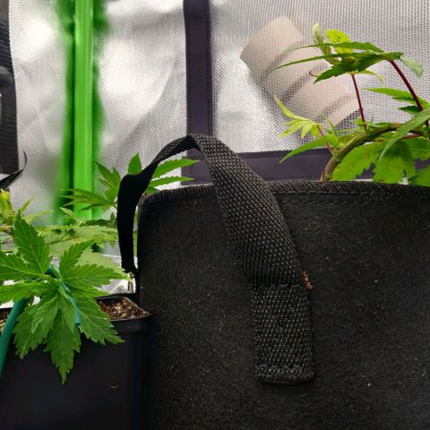 Die Drei von der Tanke growlog timeline photo
