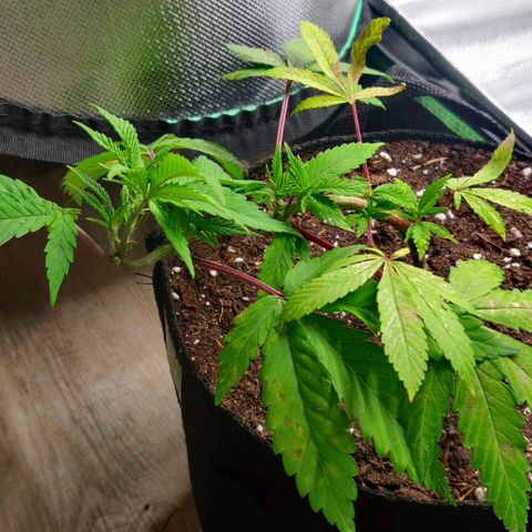 Die Drei von der Tanke growlog timeline photo