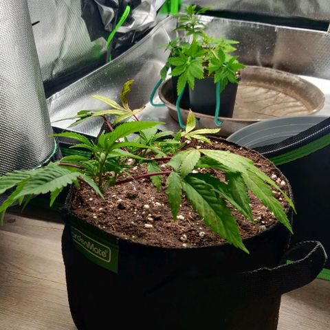 Die Drei von der Tanke growlog timeline photo