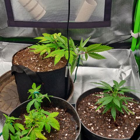 Die Drei von der Tanke growlog timeline photo