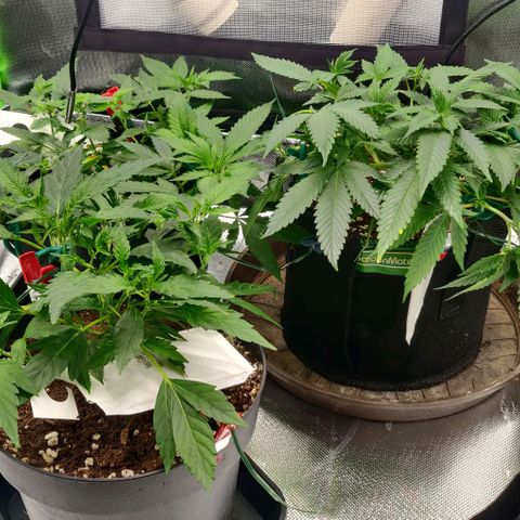 Die Drei von der Tanke growlog timeline photo