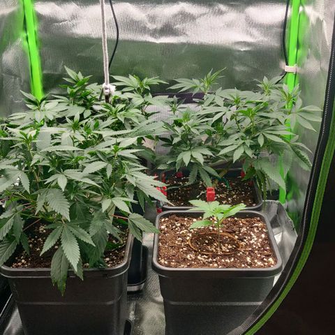 Die Drei von der Tanke growlog timeline photo