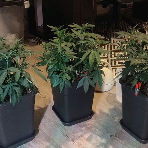 Die Drei von der Tanke growlog timeline photo