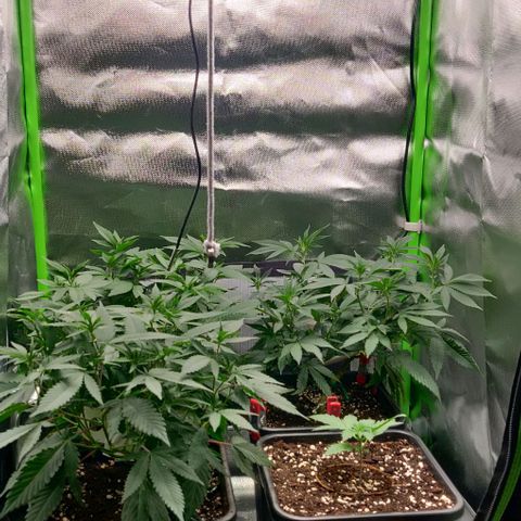 Die Drei von der Tanke growlog timeline photo