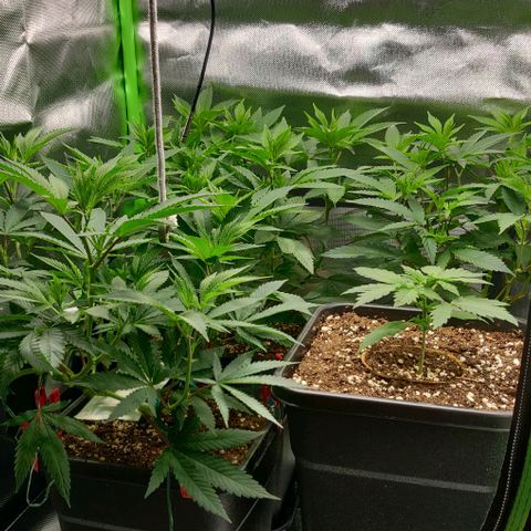 Die Drei von der Tanke growlog timeline photo