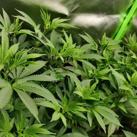 Die Drei von der Tanke growlog timeline photo