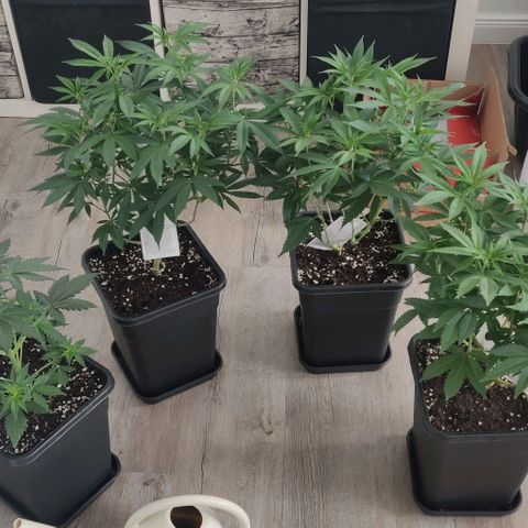 Die Drei von der Tanke growlog timeline photo