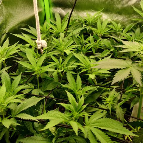 Die Drei von der Tanke growlog timeline photo