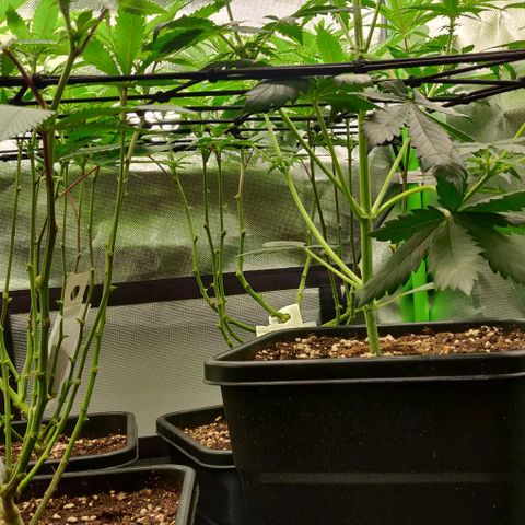 Die Drei von der Tanke growlog timeline photo