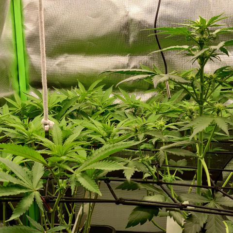 Die Drei von der Tanke growlog timeline photo