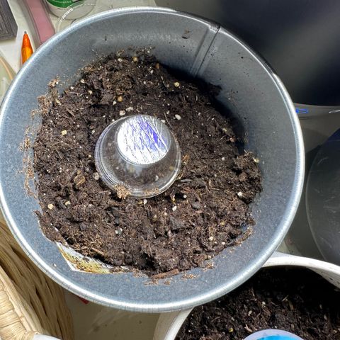Northern Light Automatic growlog timeline photo