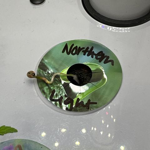 Northern Light Automatic growlog timeline photo