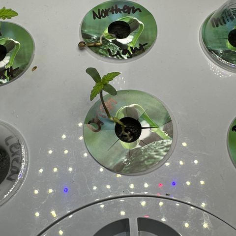 Orion growlog timeline photo