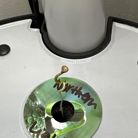 Northern Light Automatic growlog photo: Pm