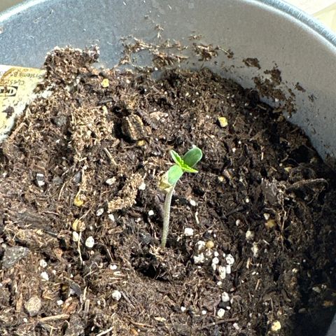 Northern Light Automatic growlog photo: Pm 