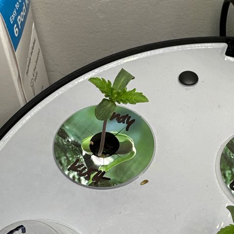 Candy Kush Express growlog photo: Pm biggest plant so far 