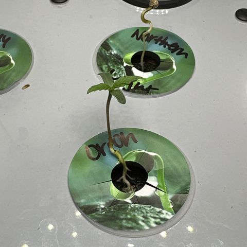 Orion growlog photo: Pm taking a seat 