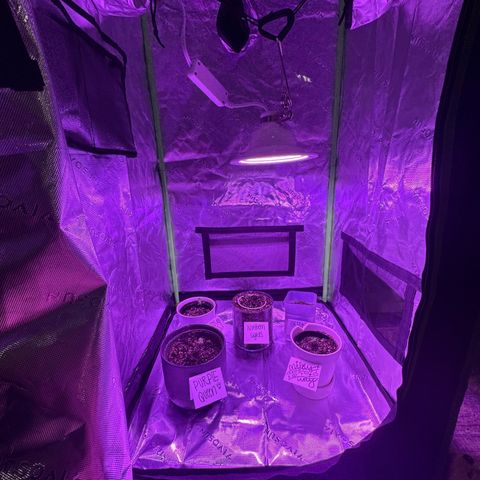 Milky Way growlog photo: First day 7/5 in tent! 