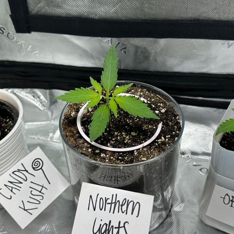 Northern Light Automatic growlog timeline photo