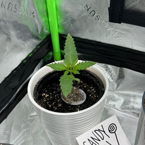 Candy Kush Express growlog timeline photo