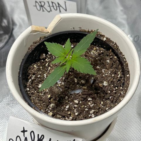 Milky Way growlog timeline photo