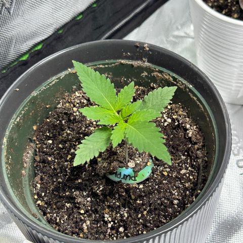 Purple Queen growlog timeline photo