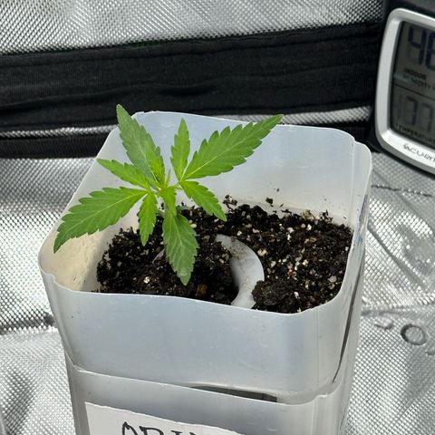 Orion growlog timeline photo