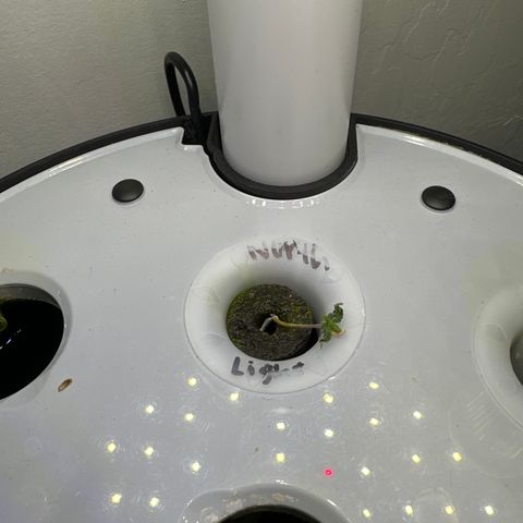 Northern Light Automatic growlog photo: Trying to save this guy too… some new roots sprouting out 