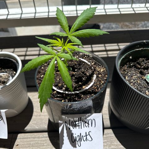 Northern Light Automatic growlog photo: Trimmed today 