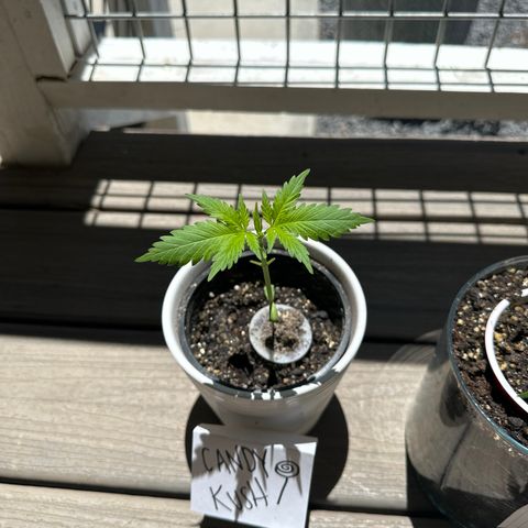 Candy Kush Express growlog timeline photo