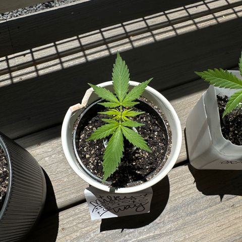 Milky Way growlog timeline photo