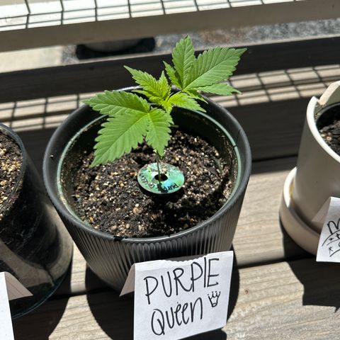 Purple Queen growlog timeline photo