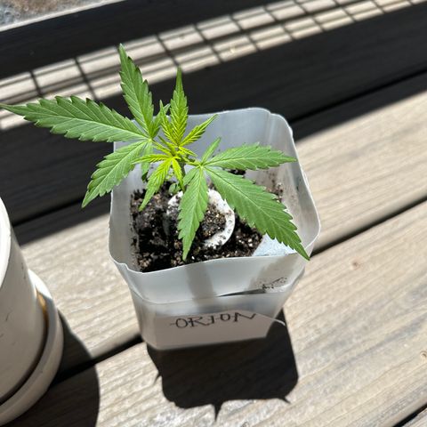 Orion growlog timeline photo