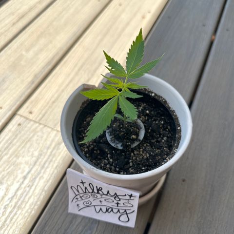 Milky Way growlog timeline photo