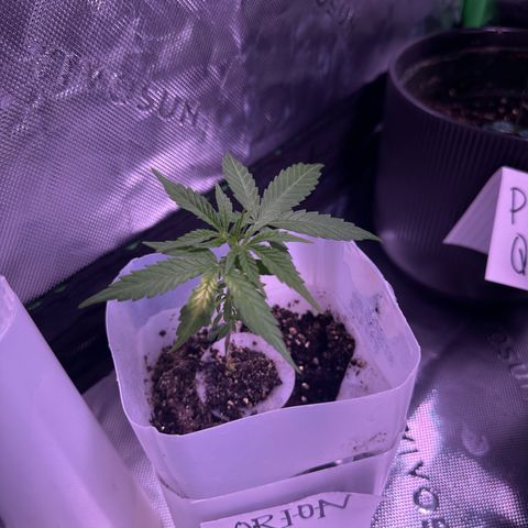 Milky Way growlog photo: Updates 