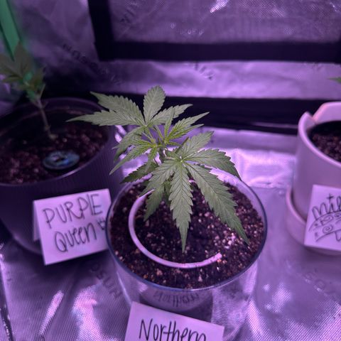 Milky Way growlog photo: Updates 