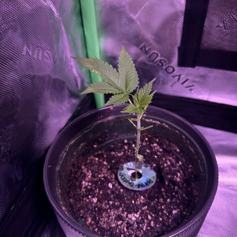 Milky Way growlog photo: Updates 