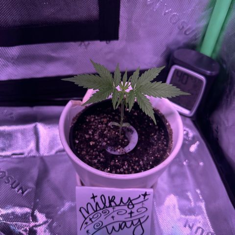 Milky Way growlog photo: Updates 