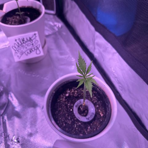 Milky Way growlog photo: Updates 