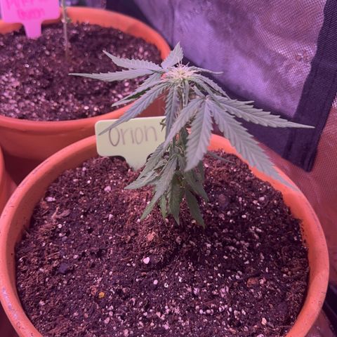 Orion growlog timeline photo
