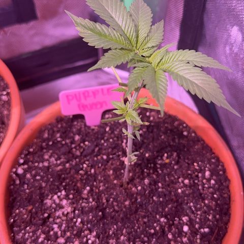 Purple Queen growlog timeline photo