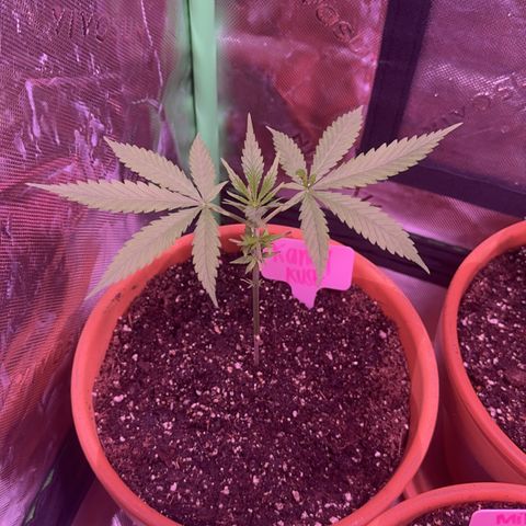 Milky Way growlog timeline photo