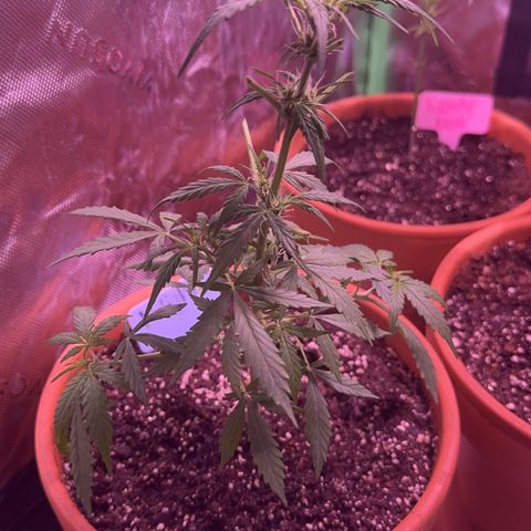 Northern Light Automatic growlog timeline photo