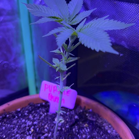 Milky Way growlog timeline photo