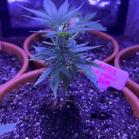 Milky Way growlog timeline photo