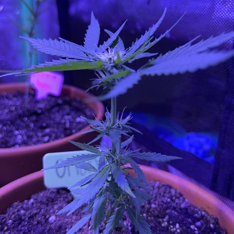 Milky Way growlog timeline photo