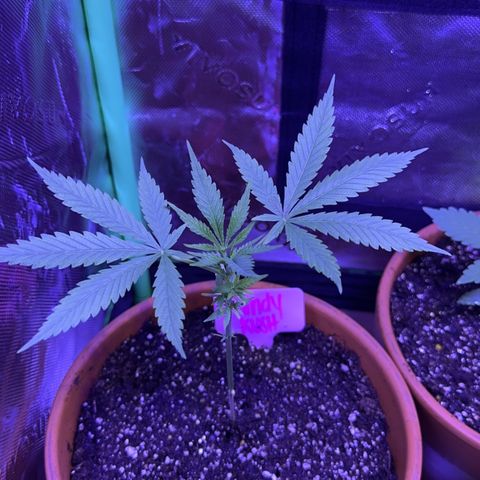 Milky Way growlog timeline photo